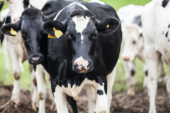 Okręgowa Spółdzielnia Mleczarska Krasnystaw- jakie produkty możemy spożywać w codziennej diecie