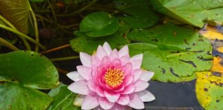 Jakie podkładki na stół do salonu?