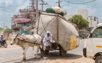 Jak wygląda wół? Jak wygląda wół?
