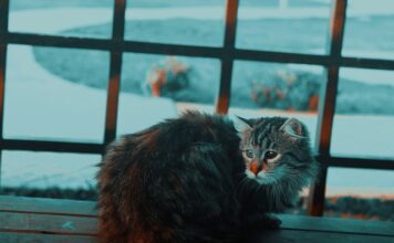 Co do przykrycia noworodka? Co do przykrycia noworodka?