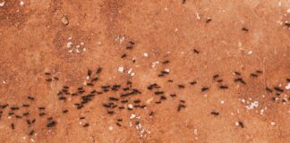 preparaty na mrówki